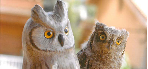 ACTIVITATS - Camadoca, Centre de conservació de fauna salvatge i educació ambiental